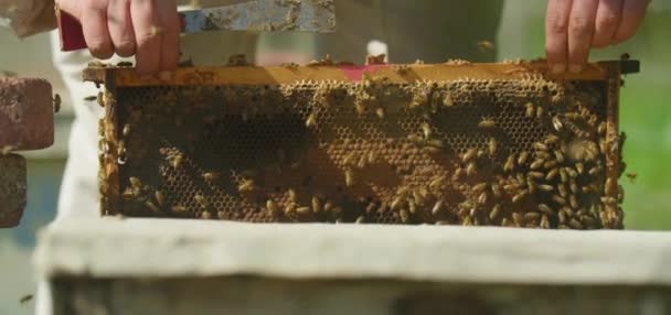 Осторожный Молодой Пчеловод Удаляет Расчески Пчелами Осмотра Опытный Пчеловод Пчеловодческие — стоковое видео