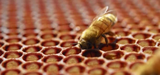 ミツバチに群がる蜂 極端なマクロ写真 木の巣で働く昆虫は花粉から蜜を集め 甘い蜂蜜を作ります 養蜂の概念 — ストック動画