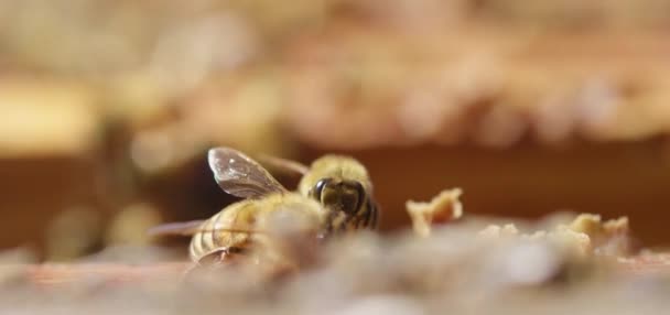 Arılar Bal Peteğine Üşüşüyor Aşırı Makro Fotoğrafçılık Tahta Bir Arı — Stok video