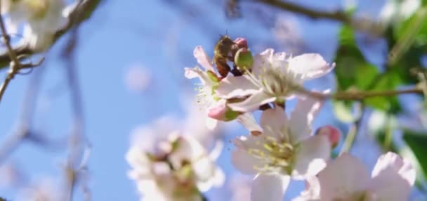 蜜蜂从花朵中采集花粉 蜜蜂打败小粉色的花朵 自然是慢动作的 — 图库视频影像