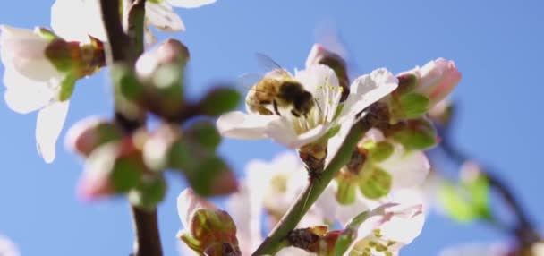 Flying Bumblebee Collects Pollen Flowers Bee Beats Small Pink Flower — Stock Video