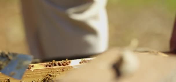 Пчеловод Держит Расческу Полную Пчел Пчеловод Осматривает Сотовую Раму Пасеке — стоковое видео