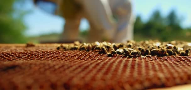 Pszczoły Rojące Się Plastrach Miodu Ekstremalna Fotografia Makro Owady Pracujące — Wideo stockowe