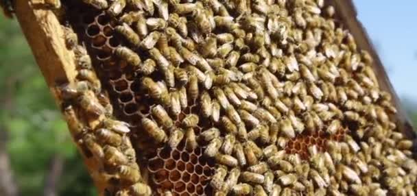 Бджоли Роїться Медоносцях Екстремальна Макрофотографія Комахи Працюють Дерев Яному Вулику — стокове відео