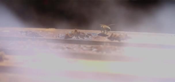 보호용 양봉가는 흡연자를 사용하여 벌집에 벌들을 진정시킨다 양봉원 꿀만드는 소규모 — 비디오