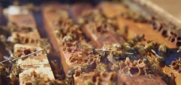 Μέλισσες Ξεχειλίζουν Από Κηρήθρες Ακραία Μακροφωτογραφία Έντομα Που Εργάζονται Μια — Αρχείο Βίντεο