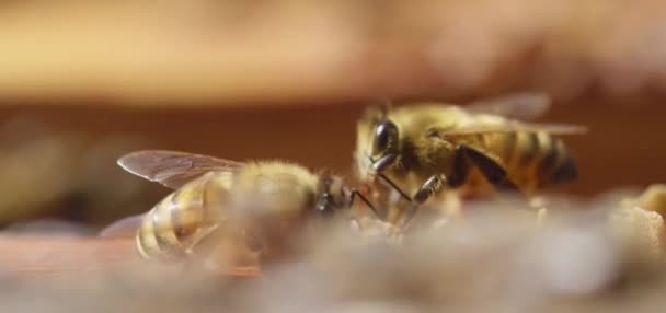 Arılar Bal Peteğine Üşüşüyor Aşırı Makro Fotoğrafçılık Tahta Bir Arı — Stok video