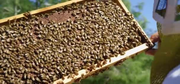 養蜂家は蜂でいっぱいの櫛を保持します 養蜂家は養蜂場のハニカムフレームを検査します コンセプトはスローモーションビデオのライフスタイルを維持 養蜂家は蜂でいっぱいのハニカムを保持します 養蜂家 — ストック動画