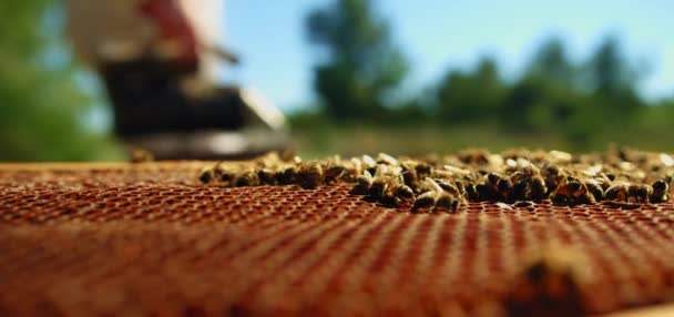 Včely Rojí Plástech Extrémní Makrofotografie Hmyz Pracující Dřevěném Úlu Sbírá — Stock video