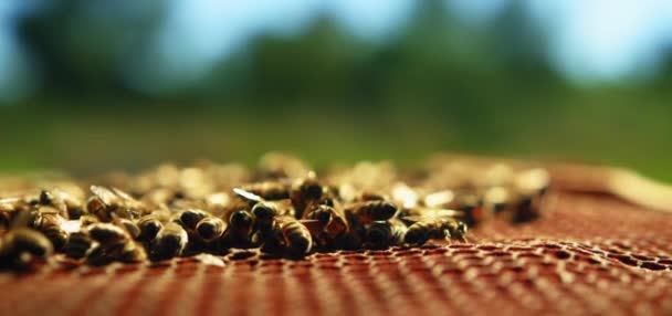 Bienen Schwärmen Auf Waben Extreme Makroaufnahmen Insekten Die Einem Hölzernen — Stockvideo
