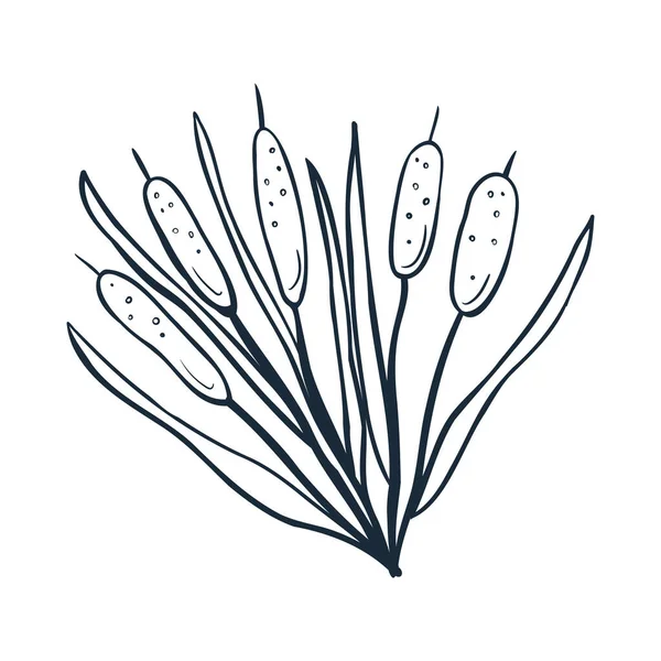 Reeds Line Art Vector Illustration Scribbles Theme Cozy Autumn Cute — Vettoriale Stock