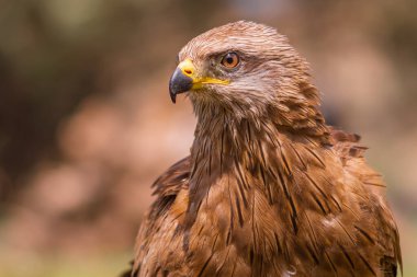 Güzel bir kartalın yakın çekimi