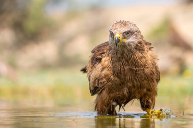 Güzel kuşun portresi