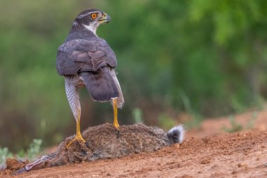 Güzel kuşun yakın çekimi