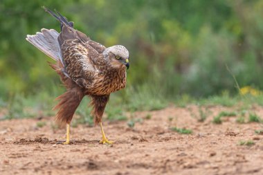 Bir kuş çayırda duruyor..