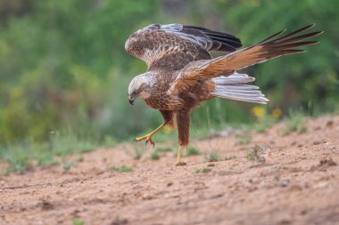 Doğadaki güzel kuşun manzarası