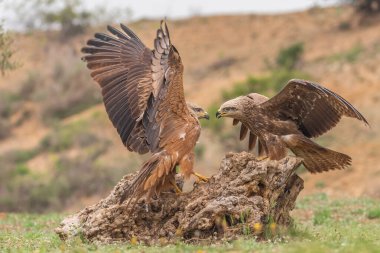 Nehirdeki kuş, doğa faunası