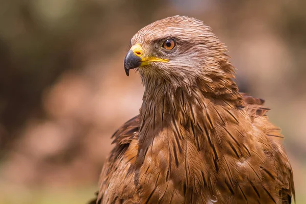 Güzel bir kartalın yakın çekimi