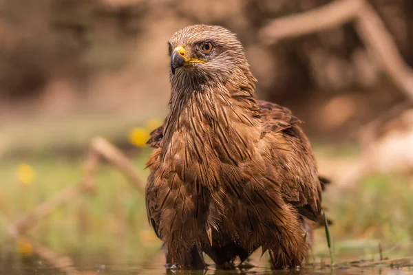 Nahaufnahme Eines Vogels — Stockfoto