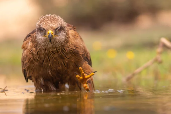 Doğada Gün Batımında Sevimli Kahverengi Başlı Kuşun Yakın Görüntüsü — Stok fotoğraf
