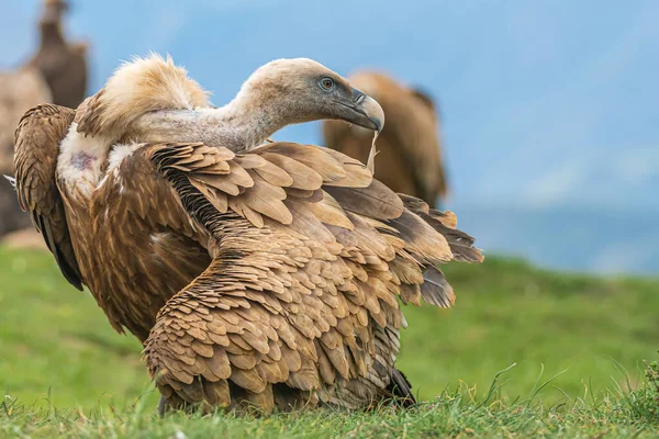 Aussichtsreiche Aussicht Auf Schöne Vögel Der Natur — Stockfoto