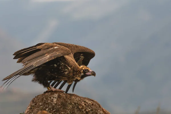 Eine Nahaufnahme Eines Schönen Adlers Der Einem Blauen Himmel Fliegt — Stockfoto