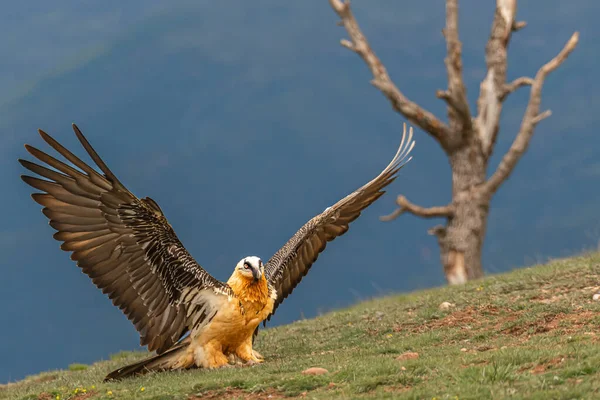 Uma Águia Careca Voando Céu — Fotografia de Stock