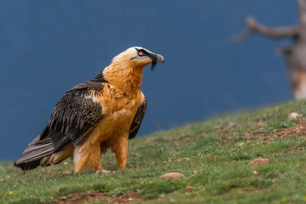 Pássaro Está Voando Céu — Fotografia de Stock