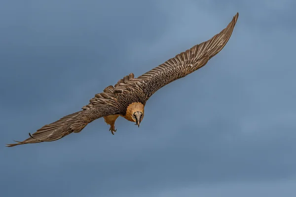 Αετός Που Πετά Στο Φυσικό Του Περιβάλλον — Φωτογραφία Αρχείου