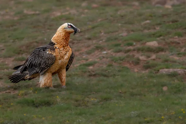 Bel Oiseau Dans Nature — Photo