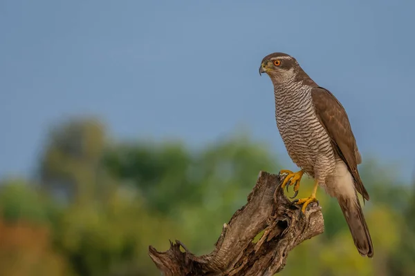 Halcón Cola Águila Aves Naturaleza Fauna —  Fotos de Stock