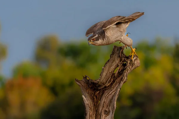 Vacker Fågel Grön Gren Träd Naturen Livsmiljö — Stockfoto