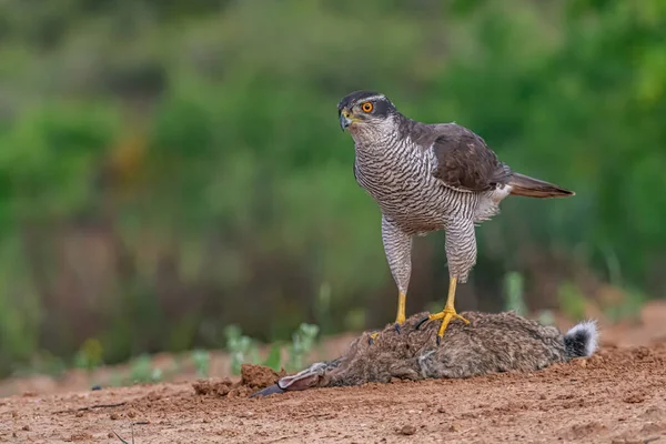 güzel vahşi kuş görünümü yakın