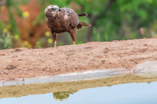 Aussichtsreicher Blick Auf Den Schönen Falken Der Natur — Stockfoto