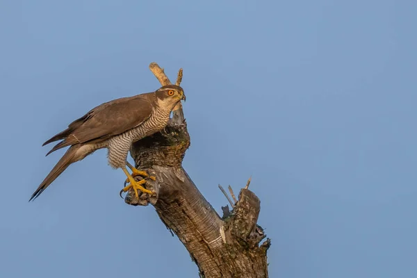 Pták Sedí Větvi Stromu Obloze — Stock fotografie