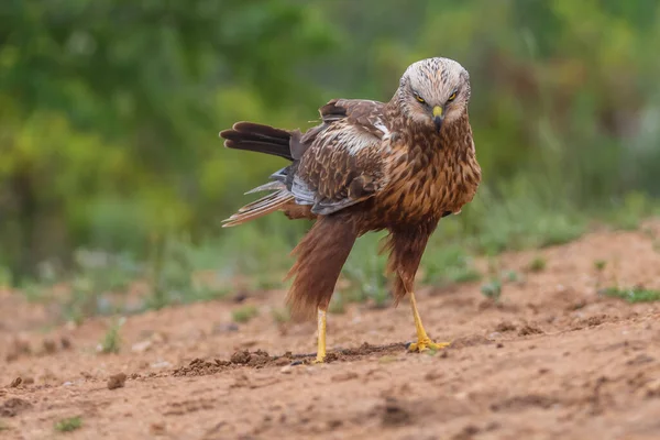 Ormandaki bir ağacın dalında bir kuş duruyor.
