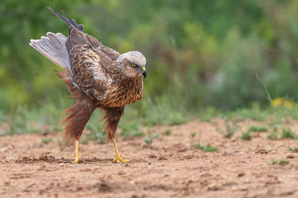 Bir kuş çayırda duruyor..