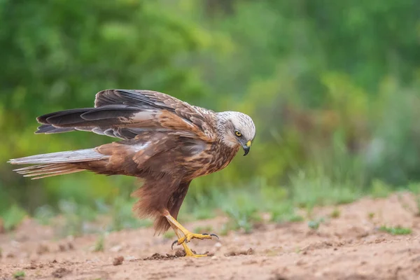 Gökyüzünde bir kuş uçuyor.