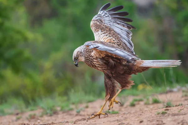 Ein Vogel Fliegt Den Himmel — Stockfoto