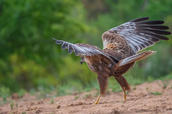 Kuş Yere Uçar — Stok fotoğraf