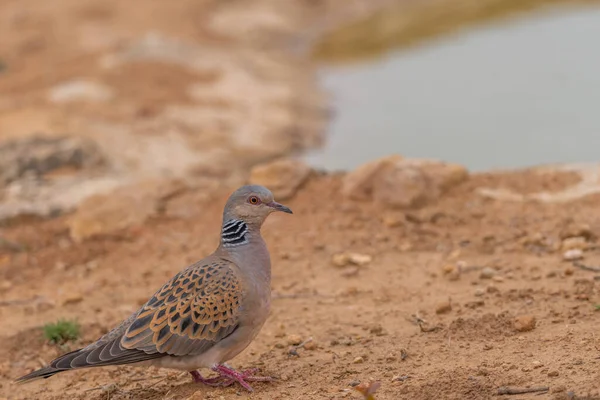 Primer Plano Linda Gaviota Suelo — Foto de Stock