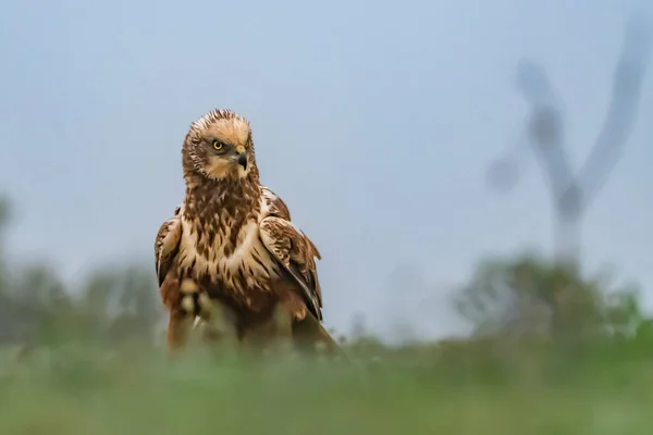 Vacker Utsikt Över Vacker Fågel Naturen — Stockfoto