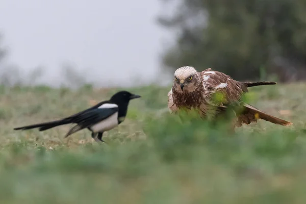 Vacker Utsikt Över Vacker Fågel Naturen — Stockfoto