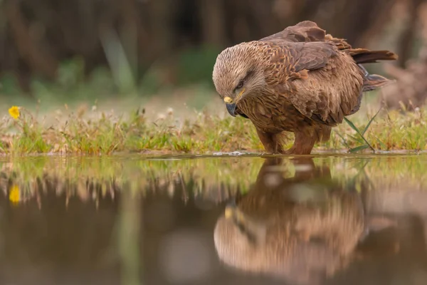 Aves Río Fauna Natural —  Fotos de Stock