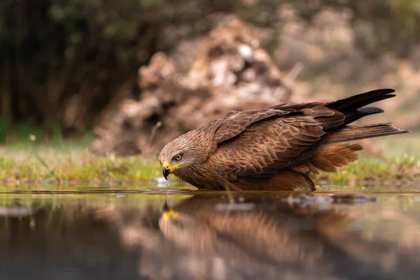 Nehirdeki Kuş Doğa Faunası — Stok fotoğraf