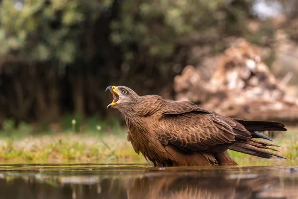 Vogel Rivier Natuur Fauna — Stockfoto