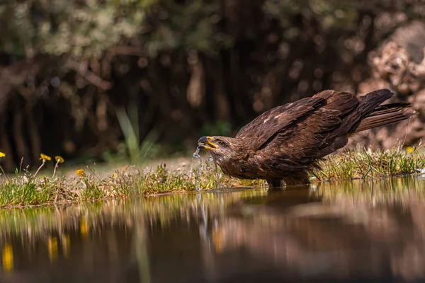 Aves Río Fauna Natural —  Fotos de Stock