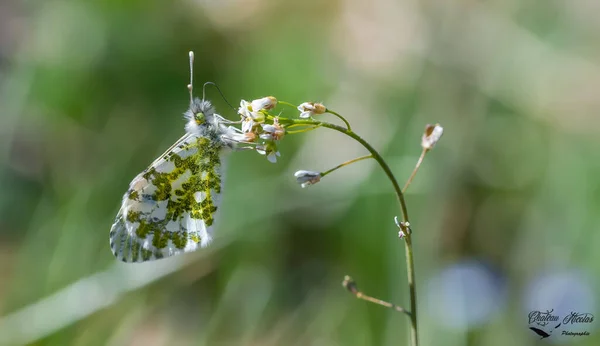 아름다운 나비의 스톡 사진