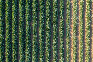 Çiftlikte büyüyen genç lahana yatakları, hava manzarası. tarımsal lahana tarlaları sıra sıra ekildi.