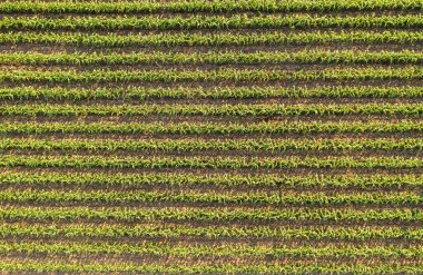 Öğleden sonra mısır tarlası, sıra sıra ekilen mısır, organik ve doğal sebzeli tarım çiftliği..